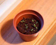 Day Ninety-six